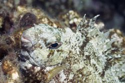Rabbit fish on a night dive. 
D200, 60mm. by Derek Haslam 